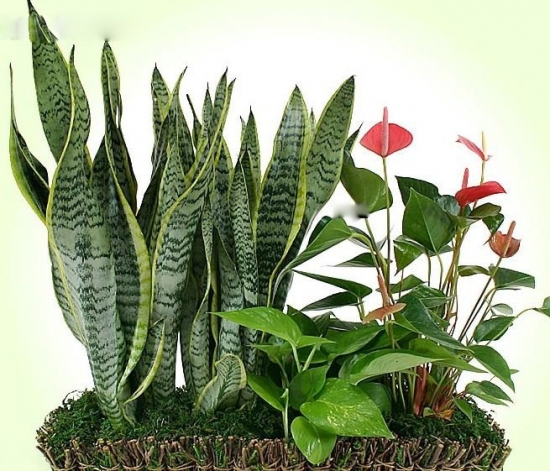 高端的虎尾兰图片 高端的虎尾兰图片