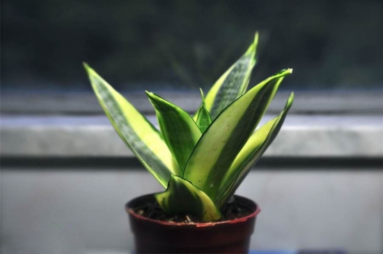 绿中带金的虎尾兰图片 绿中带金的虎尾兰图片