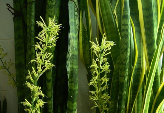 虎尾兰花特写图片 虎尾兰花特写图片