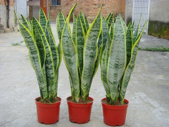 三盆虎尾兰图片 三盆虎尾兰图片