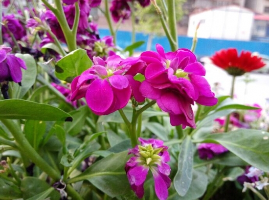 清雅的紫罗兰 清雅的紫罗兰