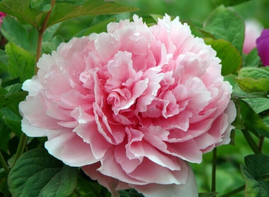 美丽的牡丹花 美丽的牡丹花