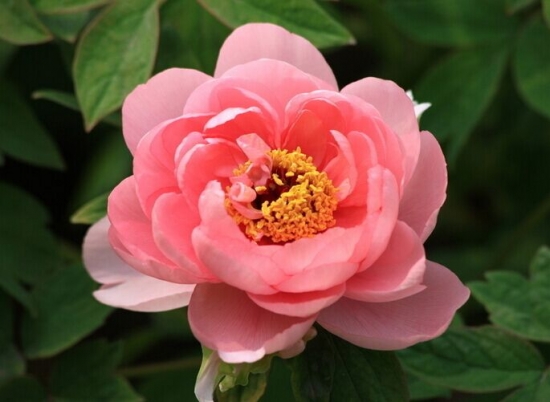 精致的牡丹花 精致的牡丹花