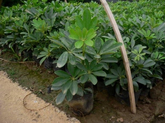 鸭脚木培植 鸭脚木培植