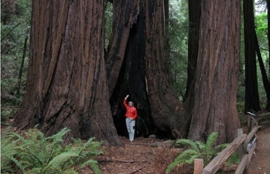 世界上最高的树 世界上最高的树