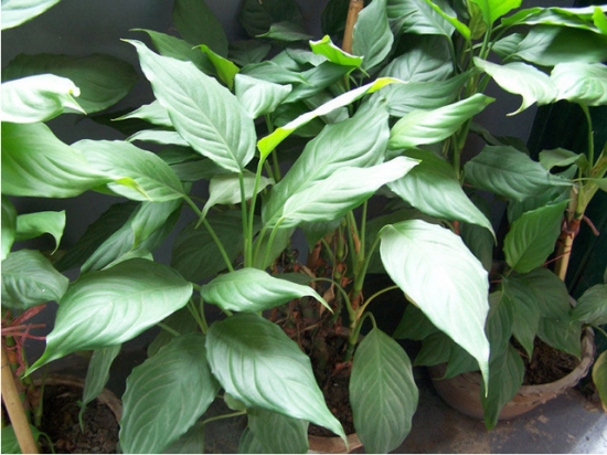 清秀的万年青 清秀的万年青