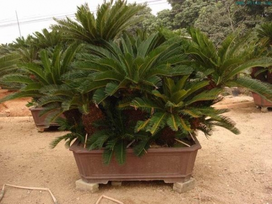 多头铁树盆景 多头铁树盆景