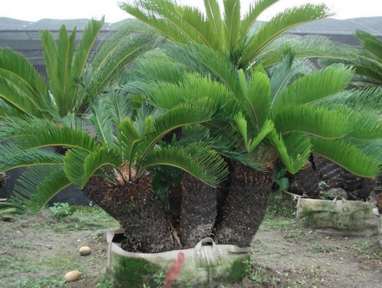 健壮的多头铁树 健壮的多头铁树