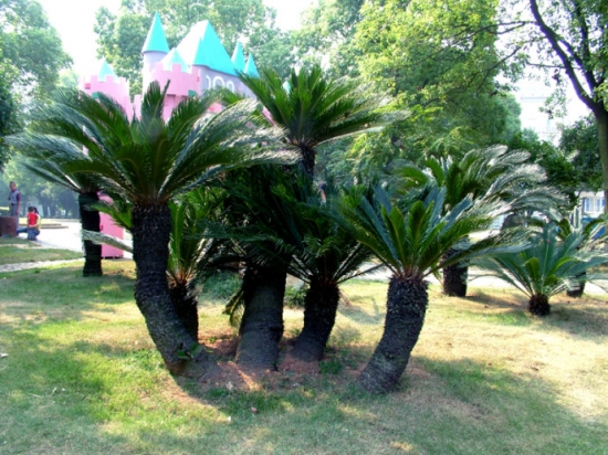 多头铁树植株 多头铁树植株