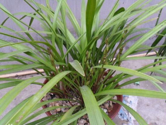 兰草盆景 兰草盆景