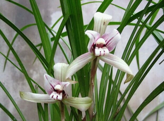 开花的兰草 开花的兰草