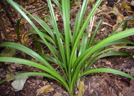 长势良好的兰草 长势良好的兰草