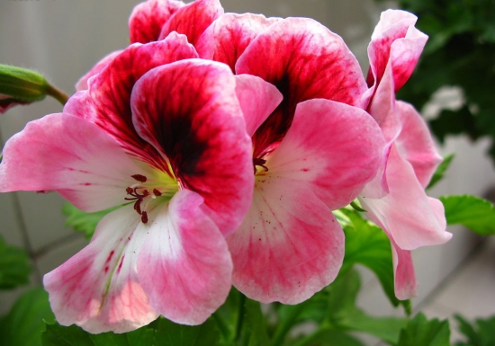 粉红色的蝴蝶梅 粉红色的蝴蝶梅