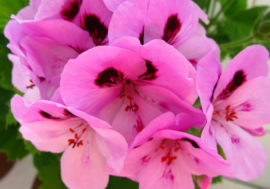 紫粉色的蝴蝶梅 紫粉色的蝴蝶梅