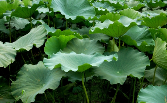 长势不错的荷叶 长势不错的荷叶