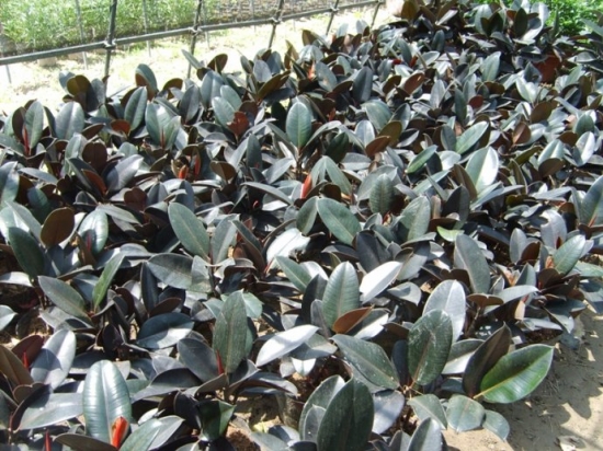 长势良好的黑金刚 长势良好的黑金刚