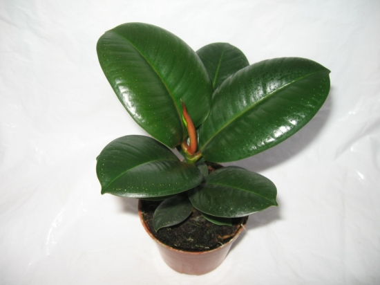 黑金刚盆景 黑金刚盆景