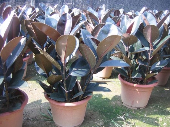 漂亮的黑金刚 漂亮的黑金刚