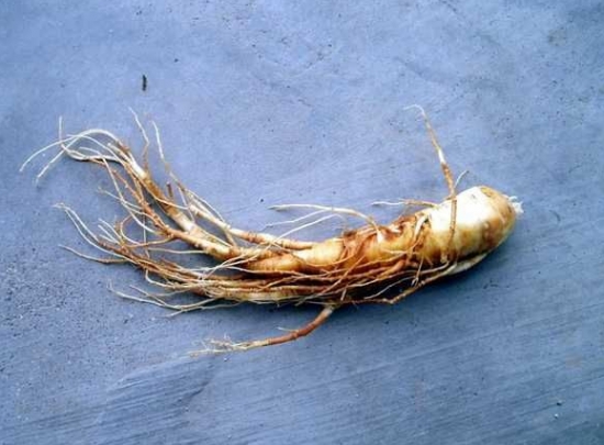 刚出土的白参 刚出土的白参