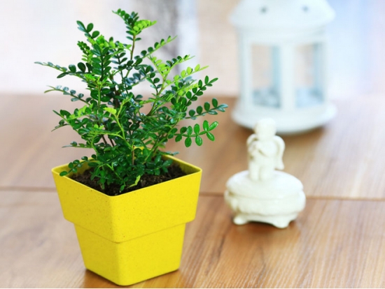 小盆栽清香木 小盆栽清香木