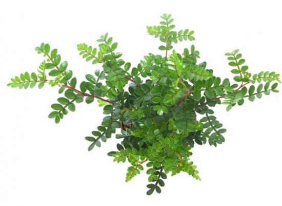 清香木的绿油油叶片 清香木的绿油油叶片