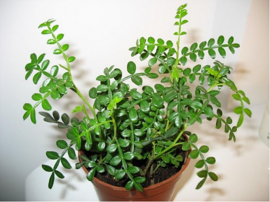 清香木植株 清香木植株