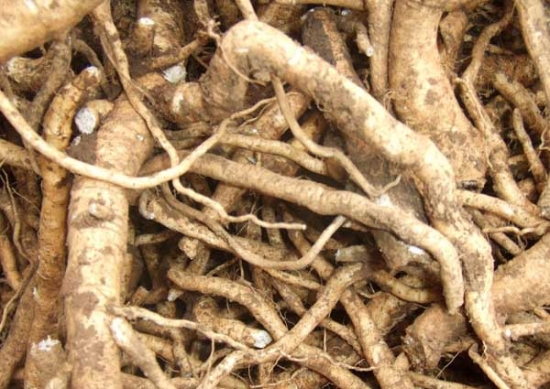 刚采挖的板蓝根 刚采挖的板蓝根