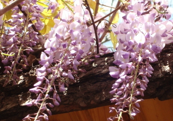 鲜艳的紫藤花 鲜艳的紫藤花