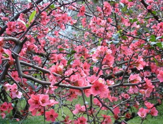 漂亮的干枝梅 漂亮的干枝梅