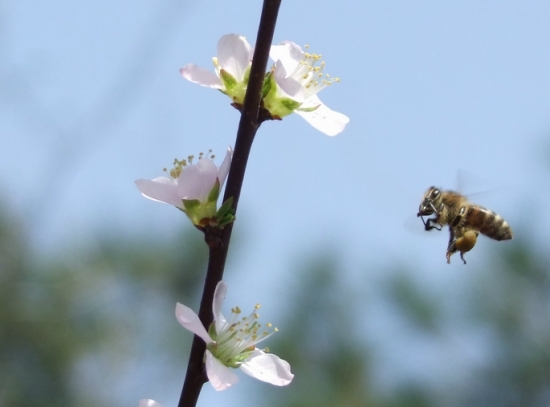 花太香蜜蜂来了 花太香蜜蜂来了