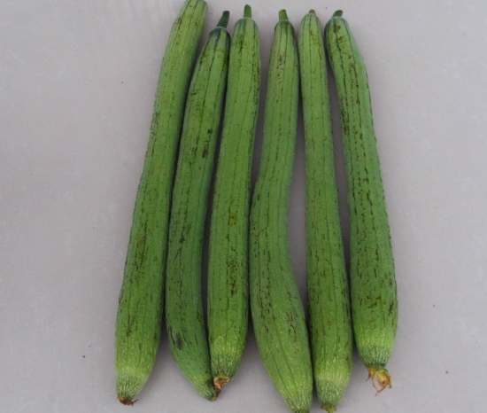 刚采摘下来的丝瓜 刚采摘下来的丝瓜