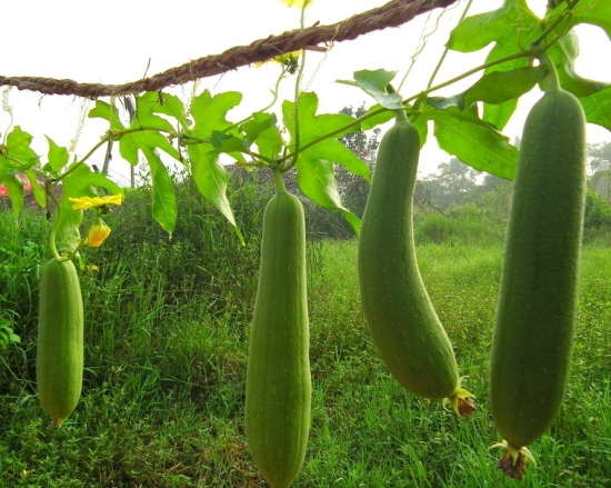 丝瓜生长期 丝瓜生长期