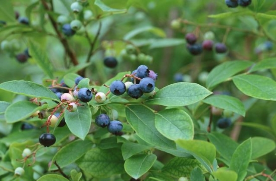 蓝莓 蓝莓