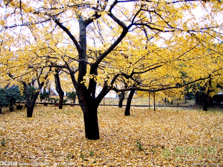 湖南郴州发现珍稀野生植物 湖南郴州发现珍稀野生植物