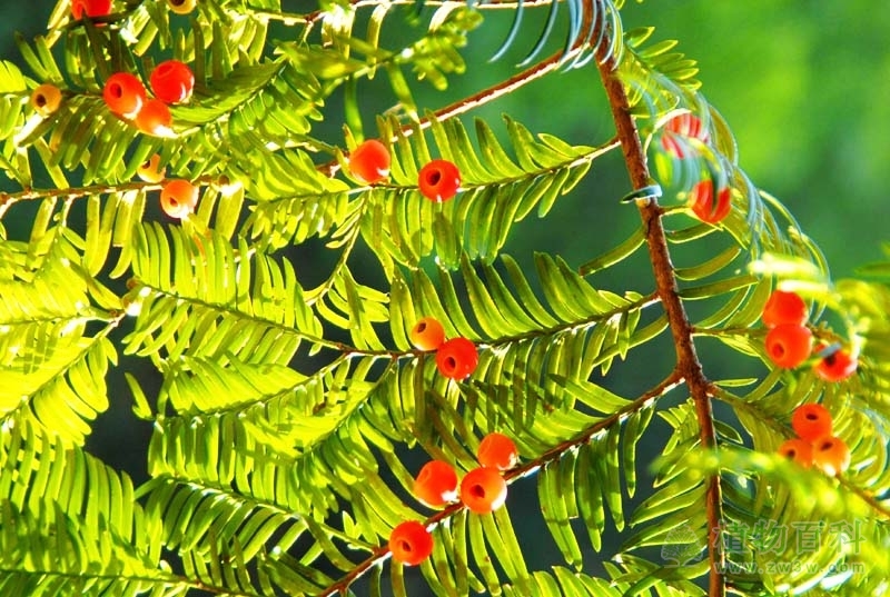 湖南郴州发现珍稀野生植物 湖南郴州发现珍稀野生植物