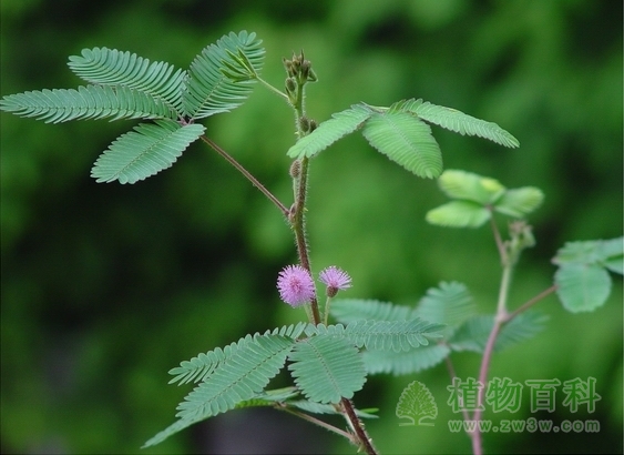 韩国研究根据植物运动来造机器人 韩国研究根据植物运动来造机器人