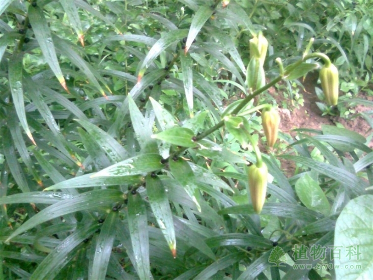 中科院武汉植物园发现珍奇植物新种 中科院武汉植物园发现珍奇植物新种