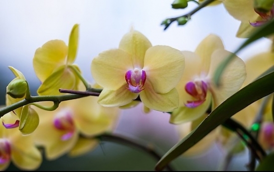 黄色的蝴蝶兰 黄色的蝴蝶兰