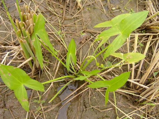 生长状态下的茨菰 生长状态下的茨菰