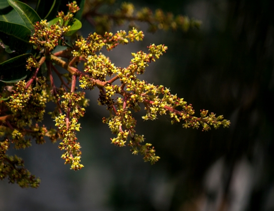 芒果花 芒果花