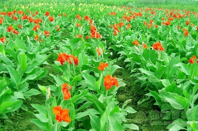 物联网加速我国植物种植技术成熟转型 物联网加速我国植物种植技术成熟转型