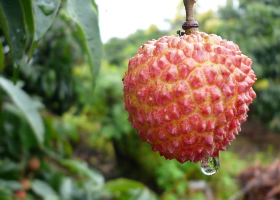 雨后荔枝 雨后荔枝