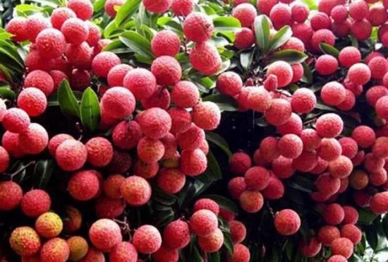 硕果累累的荔枝树 硕果累累的荔枝树