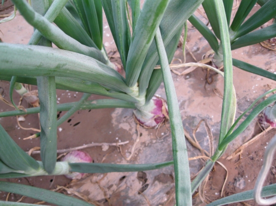 菜地里的洋葱 菜地里的洋葱