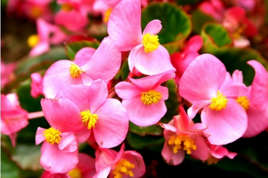 四季海棠 四季海棠