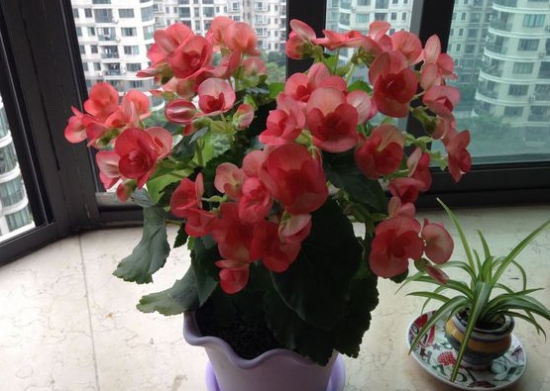 四季海棠盆栽 四季海棠盆栽