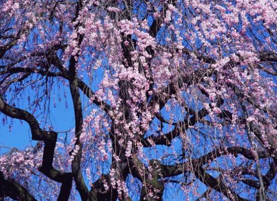 桃花始盛开 桃花始盛开