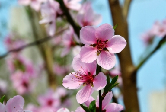 娇艳的桃花 娇艳的桃花
