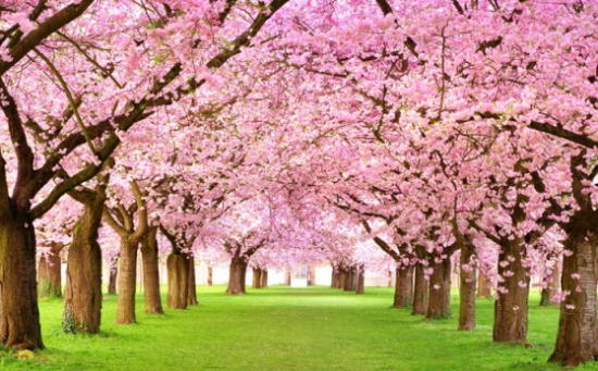 梦回桃花林 梦回桃花林