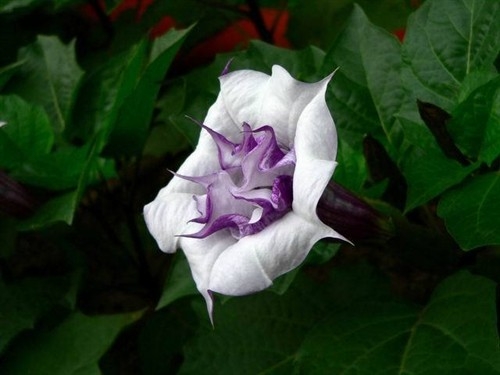 曼陀罗(图一) 曼陀罗(图一)